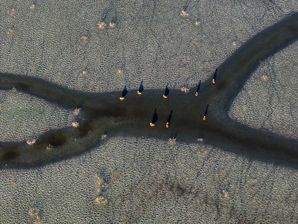 Konya’da doğa ziyafeti 12